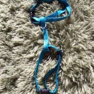 Harnais bleu pour chat