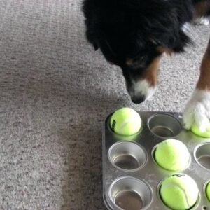 Jeu d'occupation pour chien