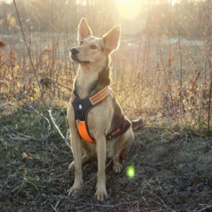 Harnais pour chien Truelove Forest - Orange - S